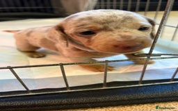 Miniature Dachshund dogs for sale: Beautiful miniature dachshund puppies  - Advert 3