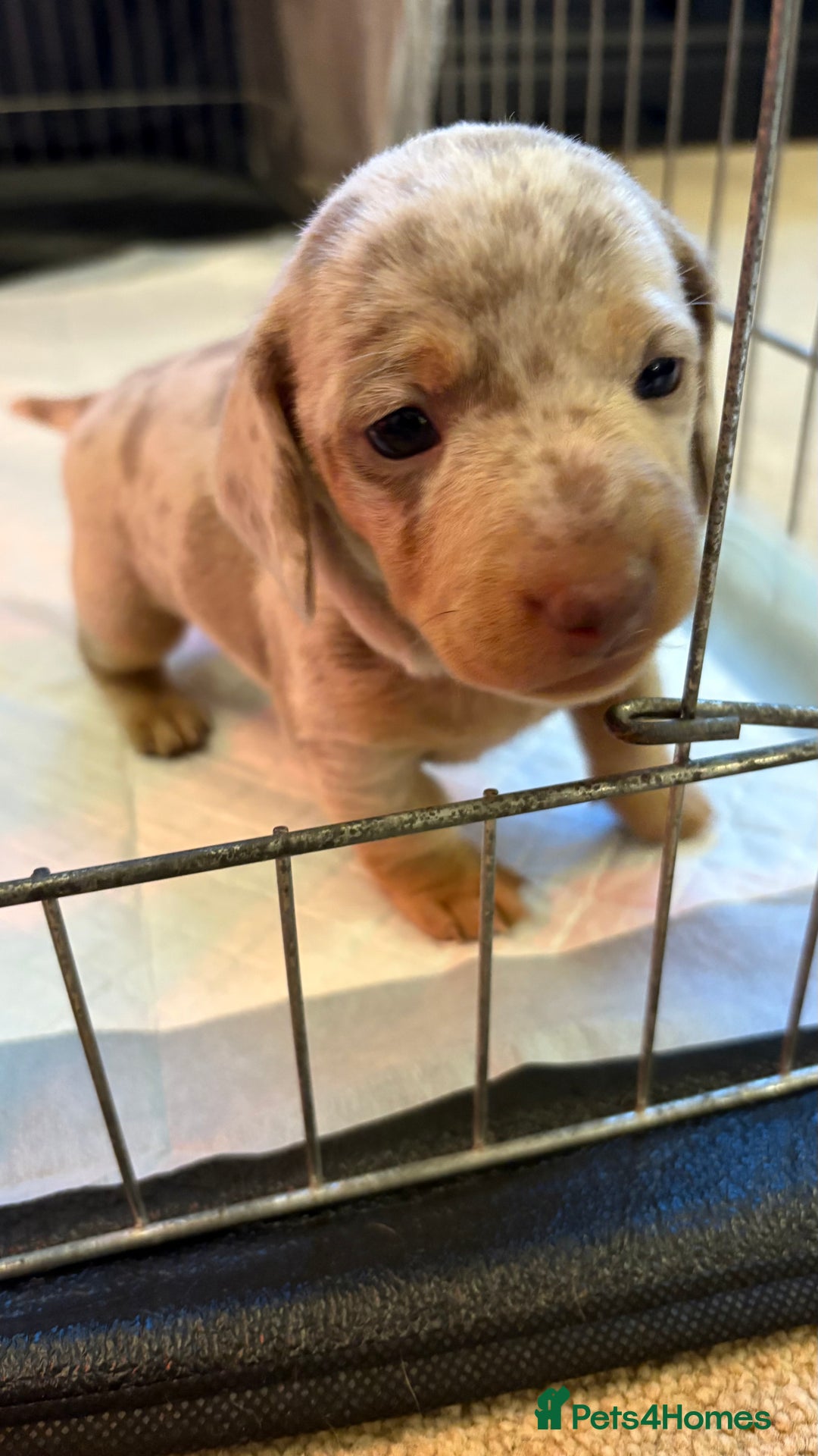 Miniature Dachshund dogs for sale: Beautiful miniature dachshund puppies  - Advert 3