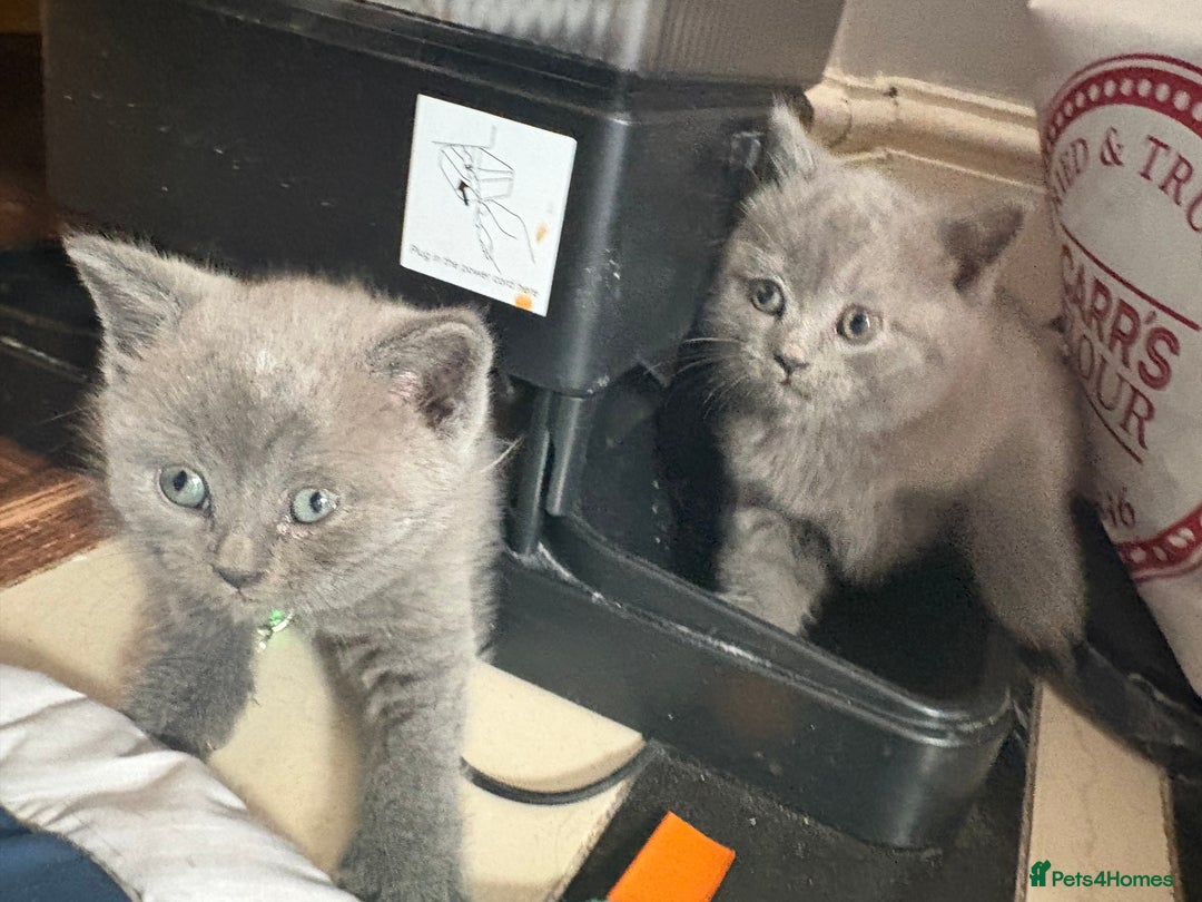 British Shorthair cats for sale: British Shorthair kittens  - Advert 2