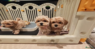 Maltipoo dogs - Advert 5