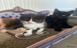 RagaMuffin cats for sale: 🐾 **Charming Ragdoll-Kittens for Adoption!** 🐾 - Image 11