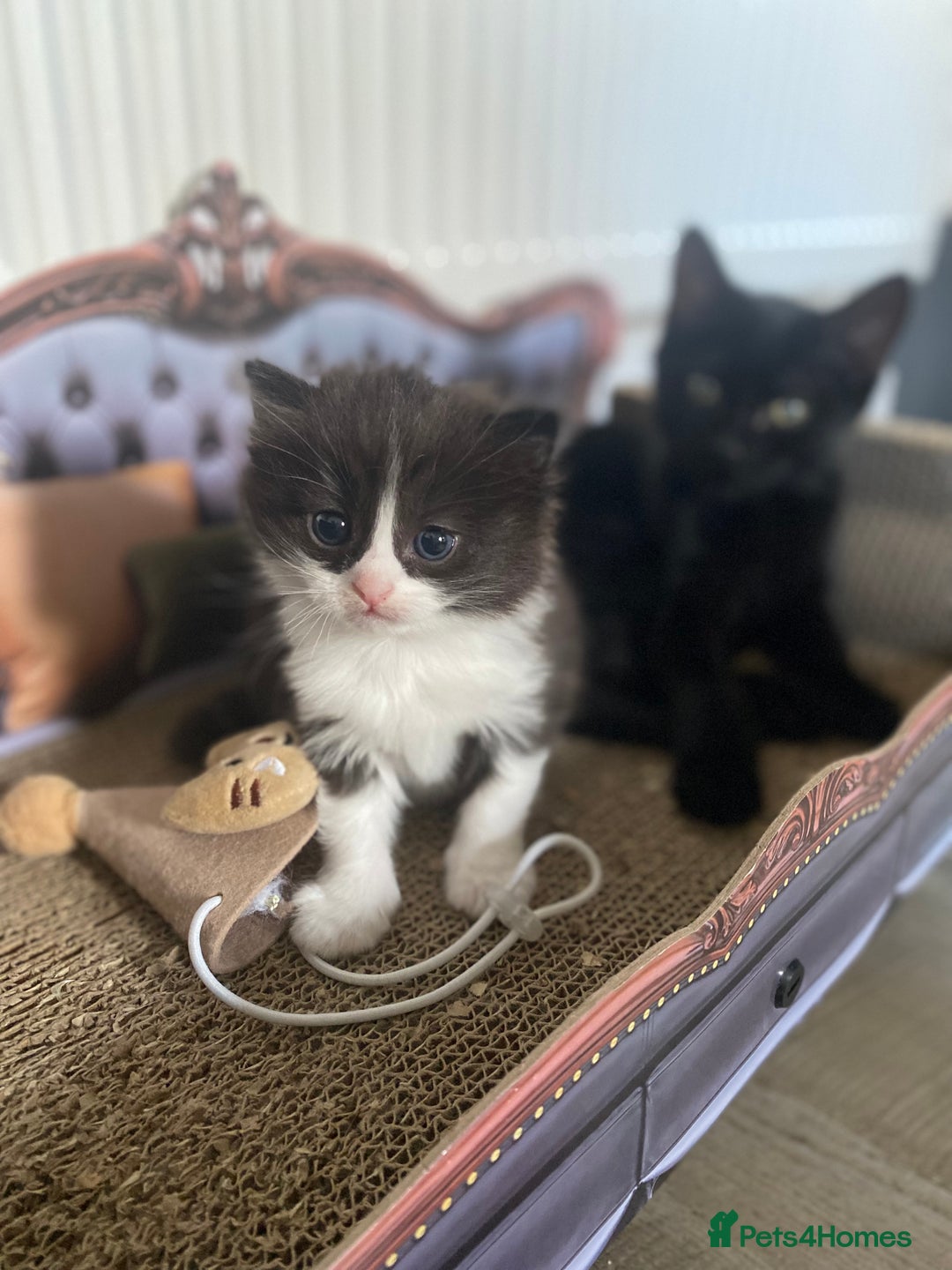 RagaMuffin cats for sale: 🐾 **Charming Ragdoll-Kittens for Adoption!** 🐾 - Image 11