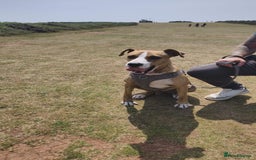 Mixed Breed dogs for adoption: Urgent Foster Needed  - Advert 1