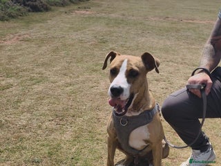 Mixed Breed dogs Urgent Foster Needed - Advert 2