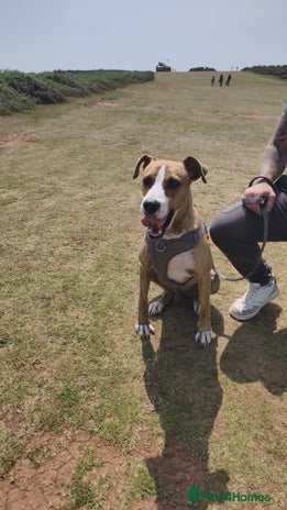 Mixed Breed dogs Urgent Foster Needed - Advert 3