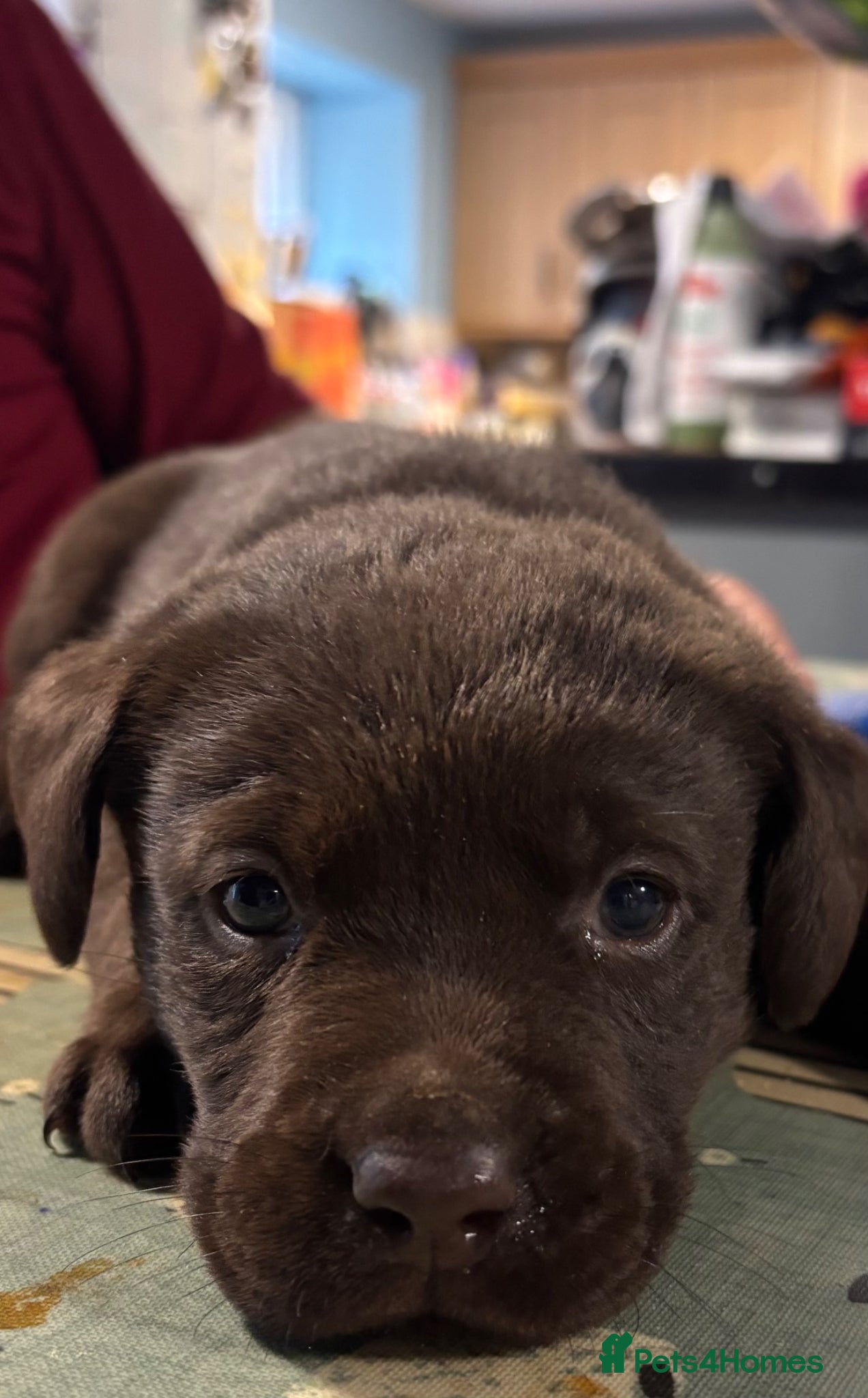 Labrador Retriever dogs Chocolate Labradors  - Advert 2