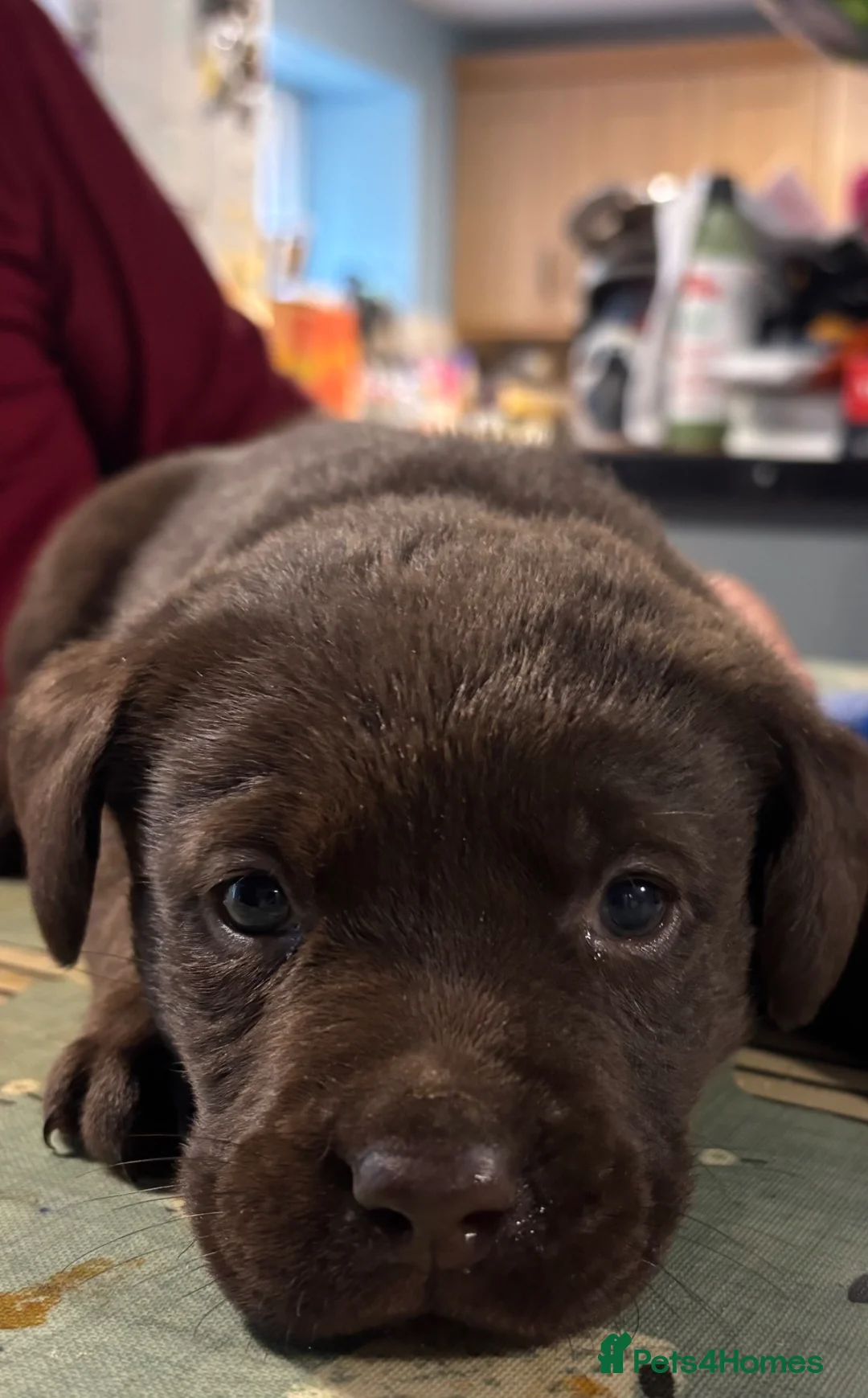 Labrador Retriever dogs for sale: Chocolate Labradors  in Penrith - Advert 2