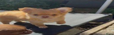 Chihuahua 3