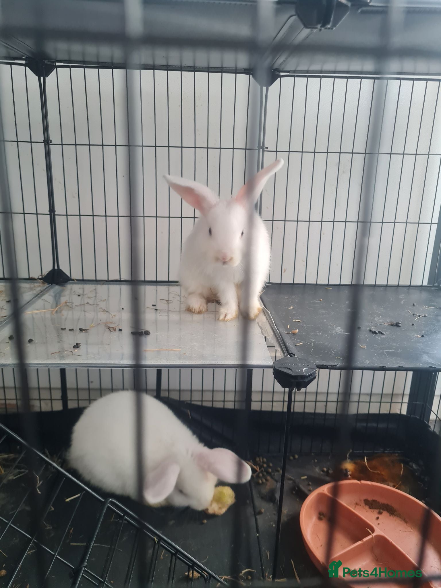 English Lop rabbits English mini lop - Advert 1