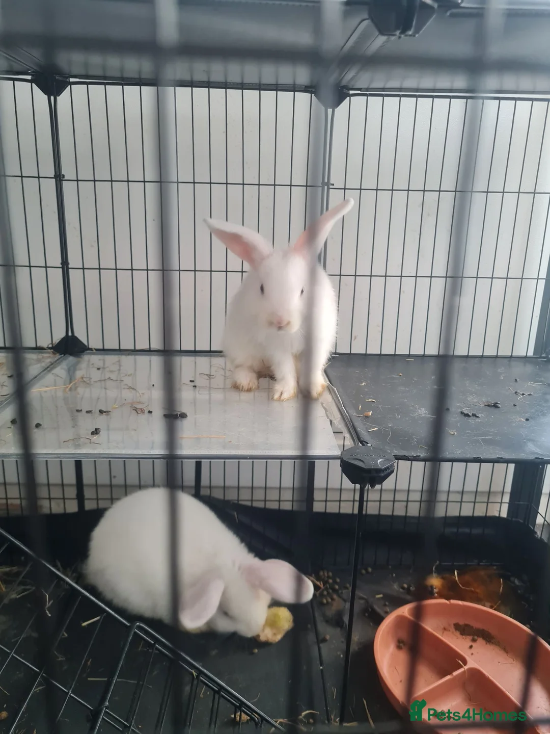 English Lop rabbits for sale: English mini lop - Advert 1