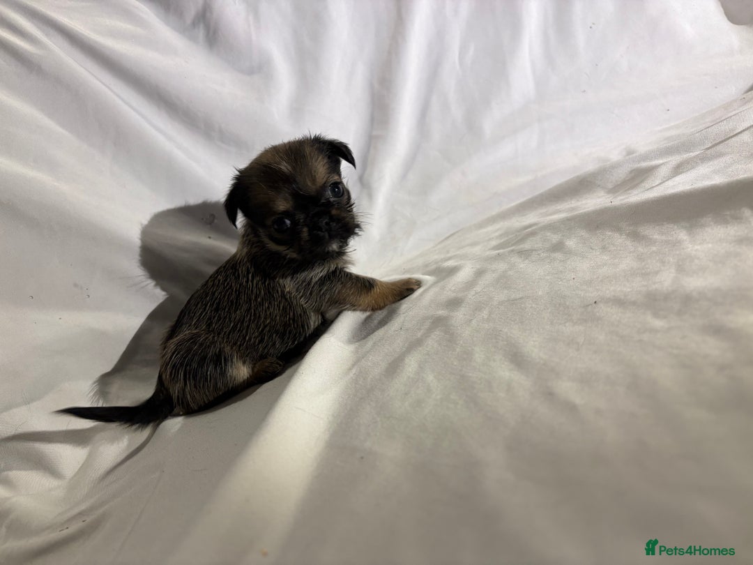 Griffon Bruxellois dogs for sale: Brussels griffons  - Advert 5