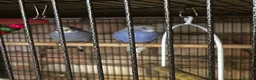 Budgerigars birds for sale: 5 beautiful baby budgies with a cage  - Advert 14