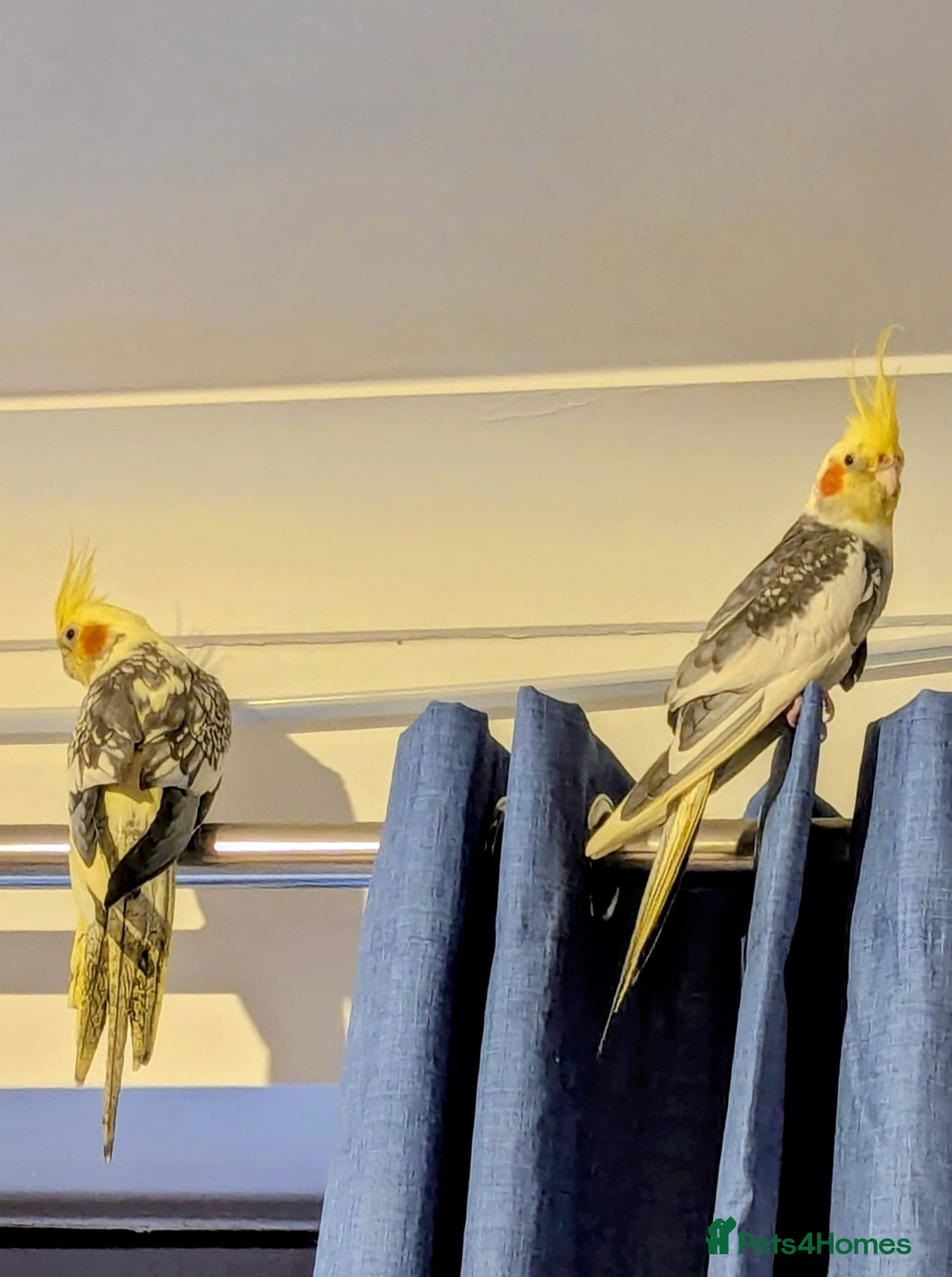 Cockatiels birds Beautiful Cockatiel Pair – Loving - Advert 2
