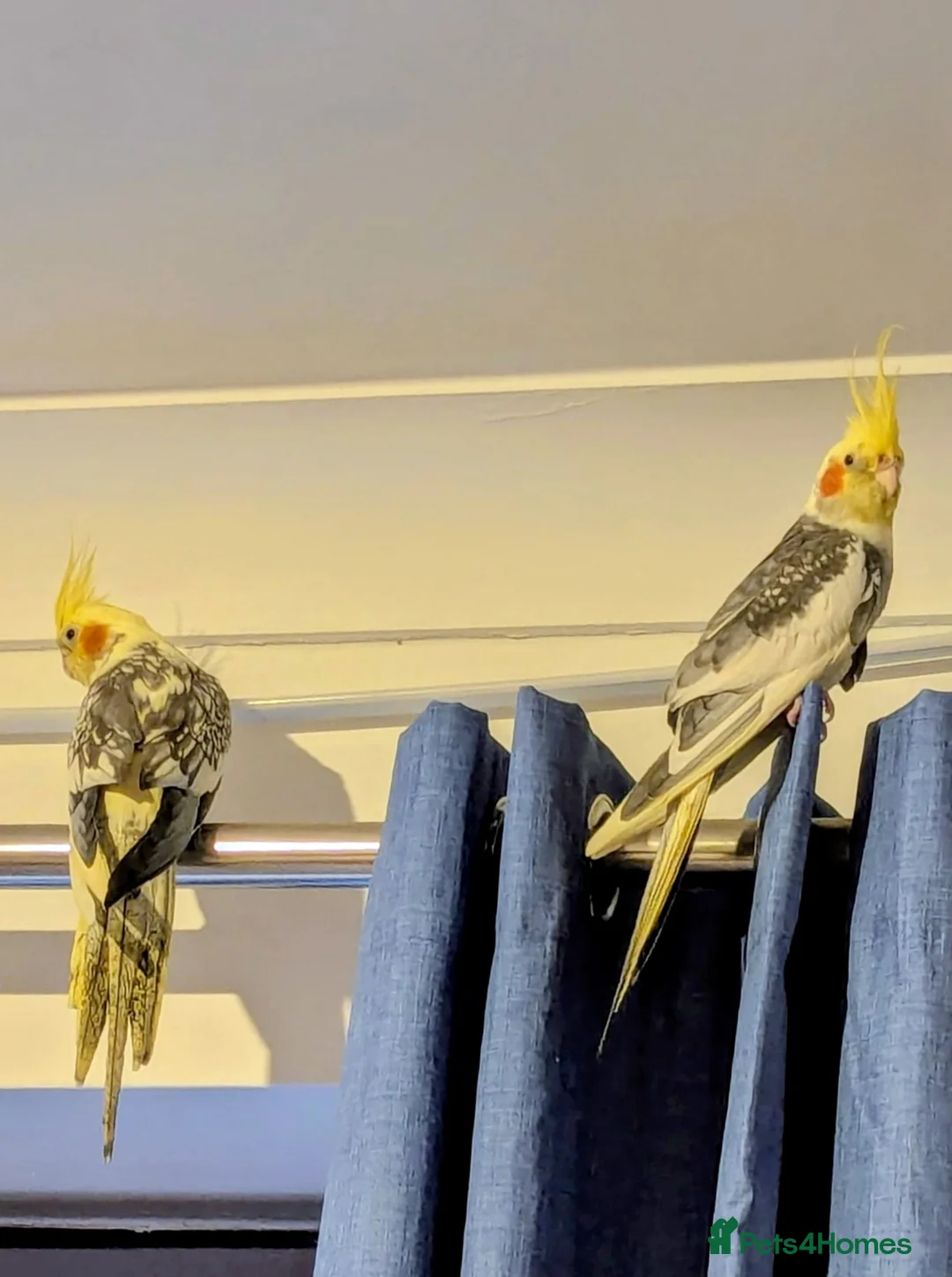 Cockatiels birds for sale: Beautiful Cockatiel Pair – Loving in Blandford Forum - Advert 1