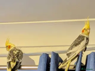 Cockatiels birds Beautiful Cockatiel Pair – Loving - Advert 2