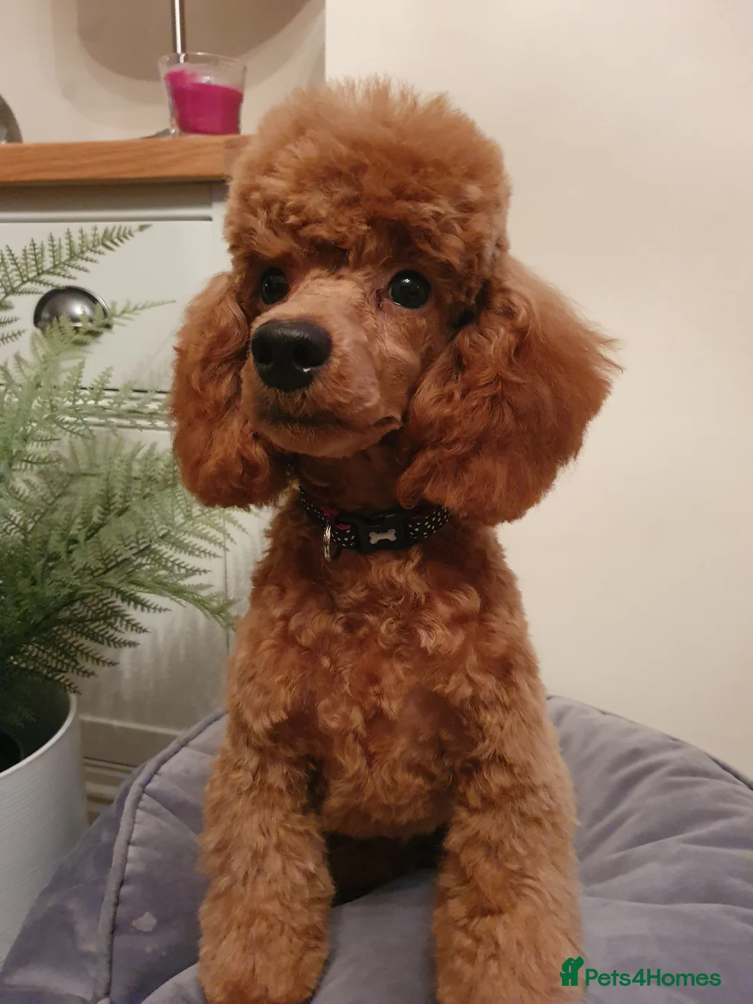 Toy Poodle dogs for stud: Outstanding Quality Toy Poodle for Stud in Dewsbury - Advert 3