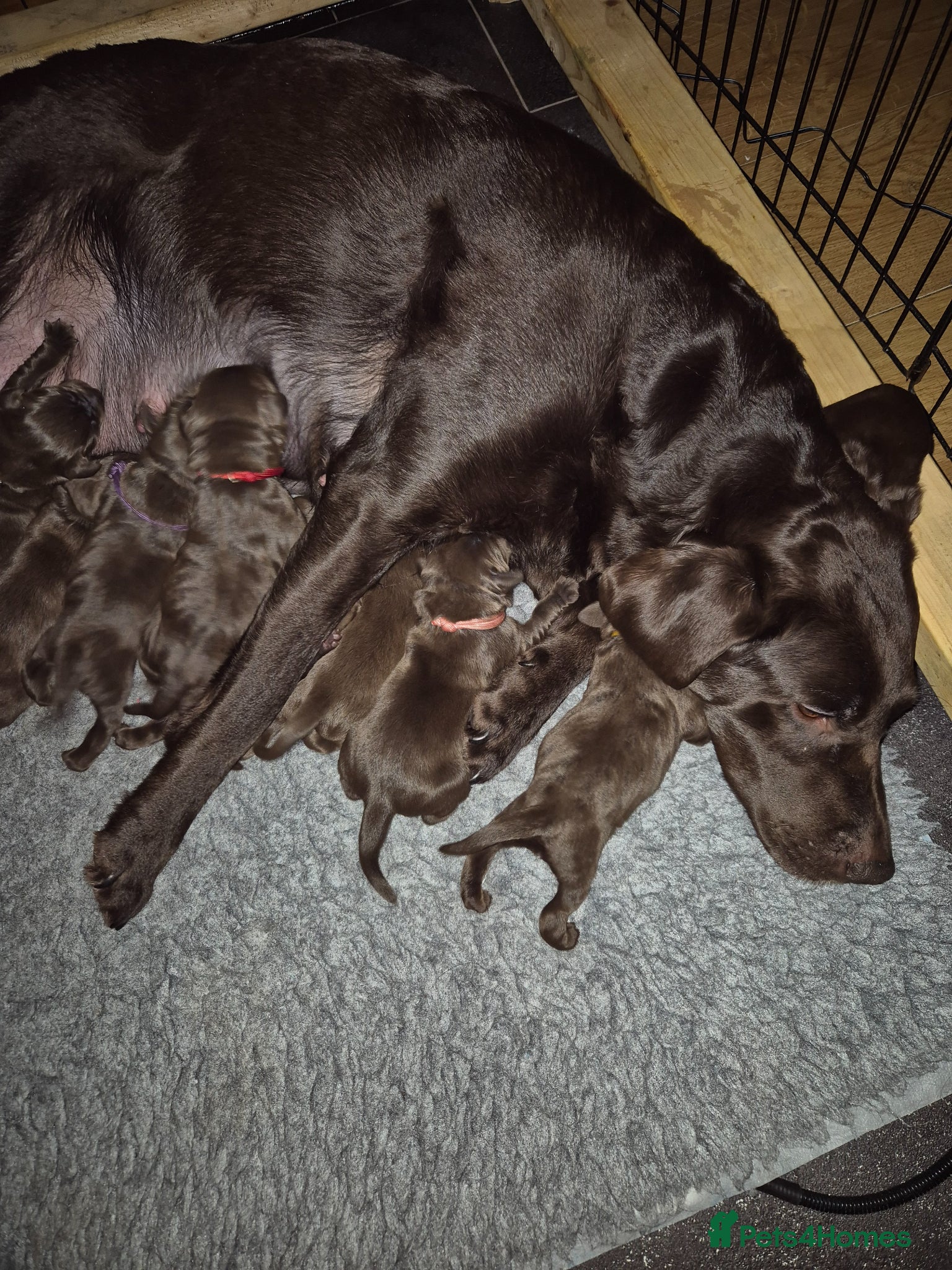 Labrador Retriever dogs Kc Registered chocolate labradors  - Advert 1