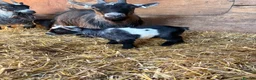 Goats livestock for sale: 4 Pedigree registered Pygmy goats  - Advert 7
