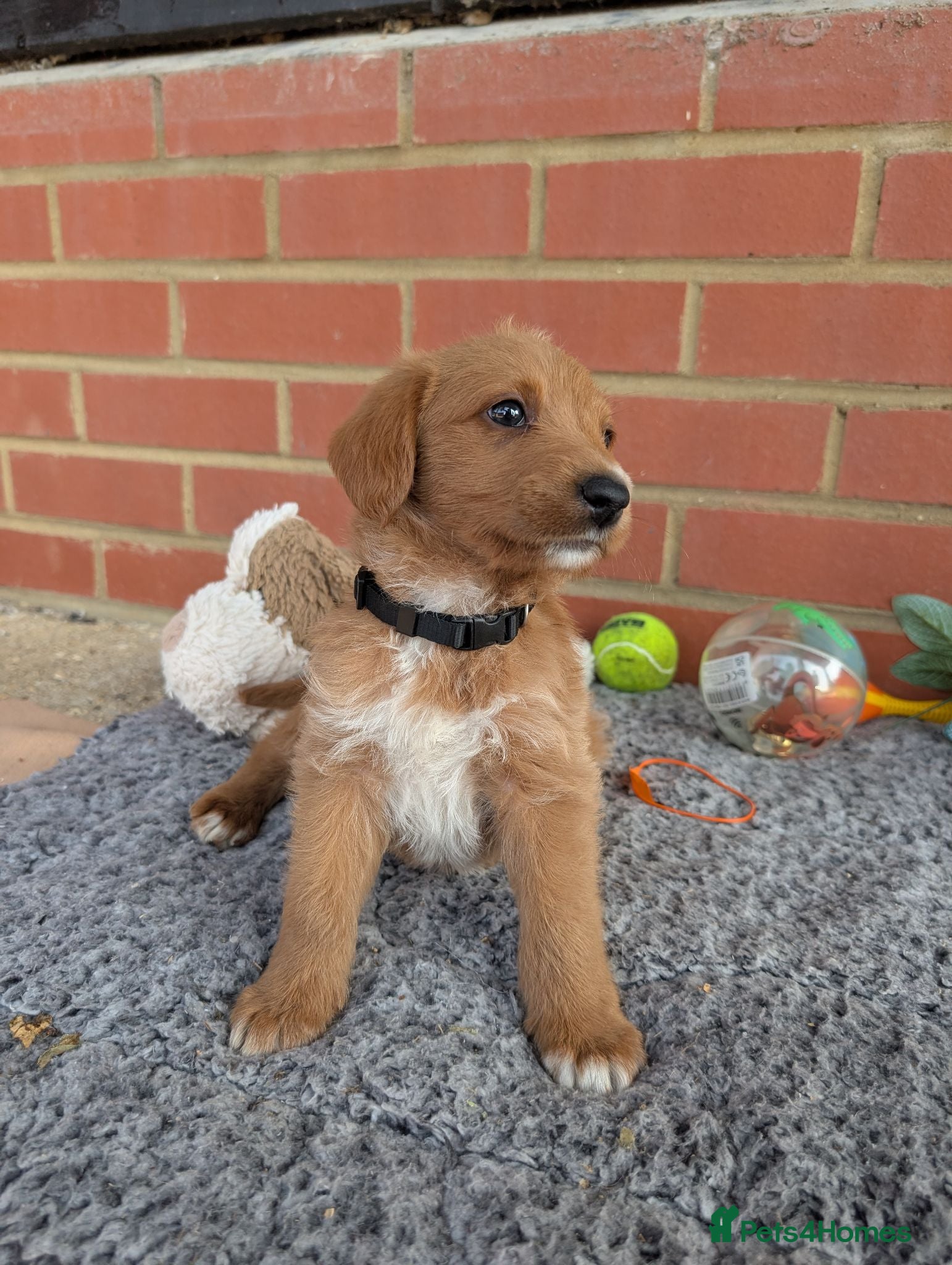 Australian Labradoodle dogs Stunning Red Australian Labradoodle puppies  - Advert 1