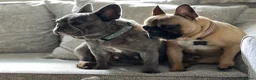 French Bulldog dogs for sale: 2 French Bulldogs to rehome  - Advert 6