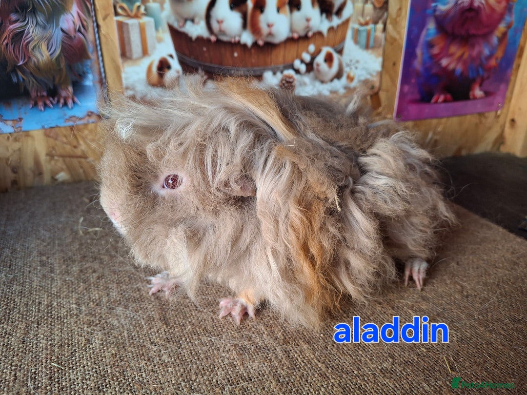 Guinea Pig rodents for sale: Lunkarya guinea pigs in Mablethorpe - Image 4