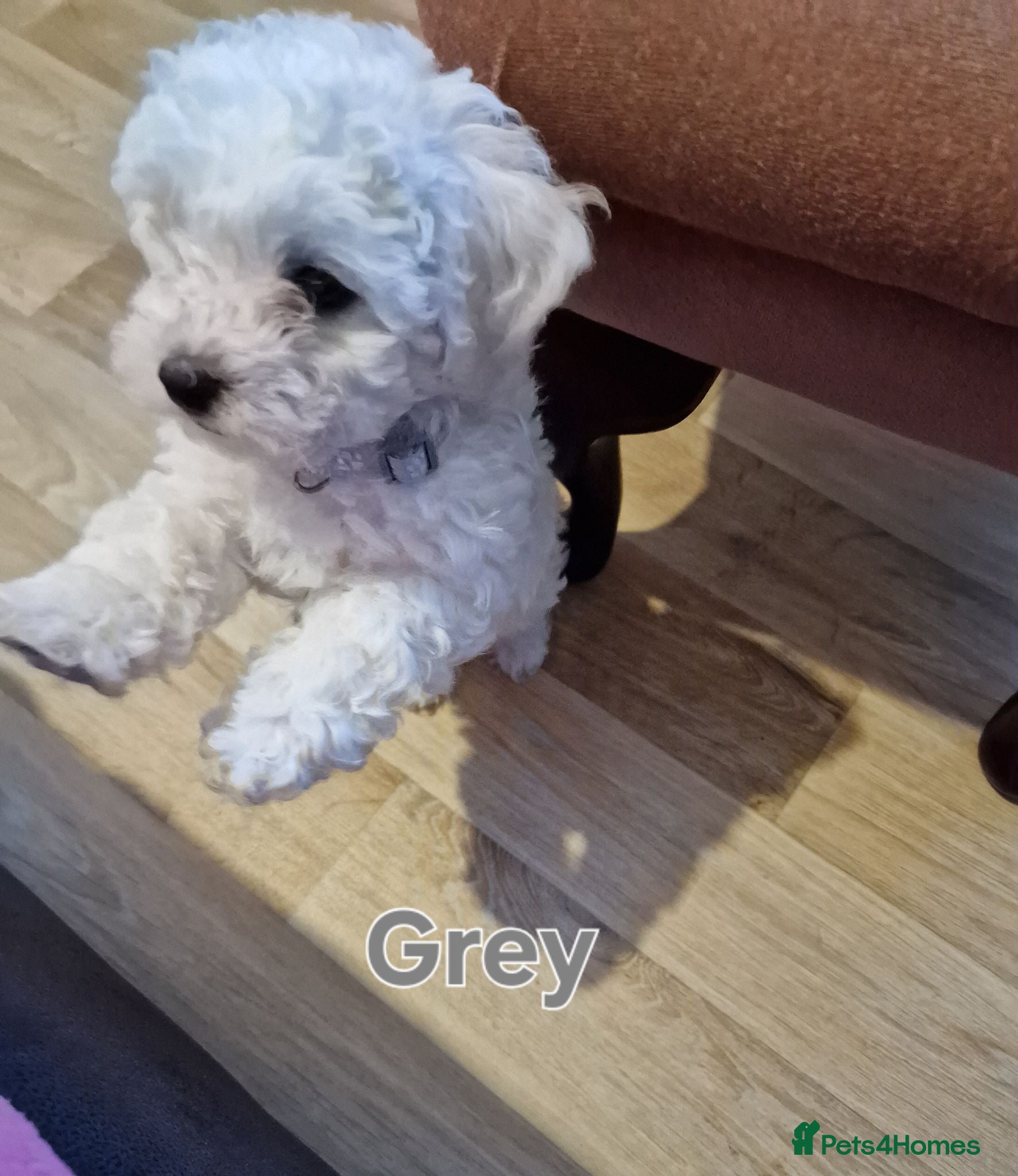 Bichon Frise dogs Bichon Frise Puppies Champion Bloodline Ready Now - Advert 2