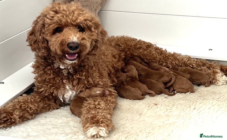 Australian Labradoodle dogs - Advert 1