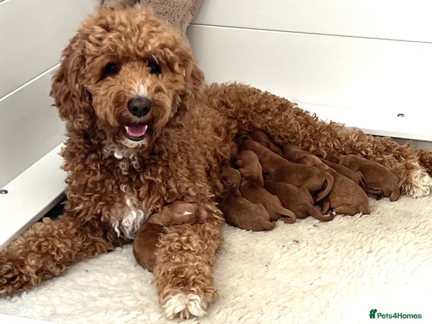 Australian Labradoodle dogs - Advert 1