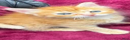 Mixed Breed cats for sale: Beautiful kittens 😻 - Advert 22