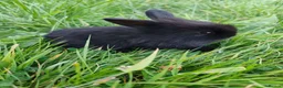 Mixed Breed rabbits for sale: Beautiful Lionhead Dwarf Baby Rabbits - Advert 9
