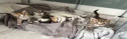 Mixed Breed cats for sale: Gorgeous little of kittens for sale  in Maidenhead - Advert 9