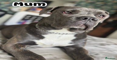 Cane Corso dogs - Advert 14