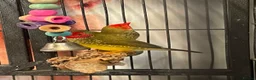 Parrots birds for sale: PARROTS/AMAZONS/PARAKEETS  - Advert 26