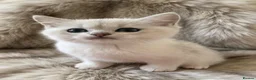 British Longhair cats for sale: ⭐️ BEAUTIFUL BLH & BSH FEMALE KITTENS   ⭐️ - Advert 9
