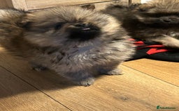 Pomeranian dogs for sale: 2 stunning teddy bear Pomeranians boys - Image 2