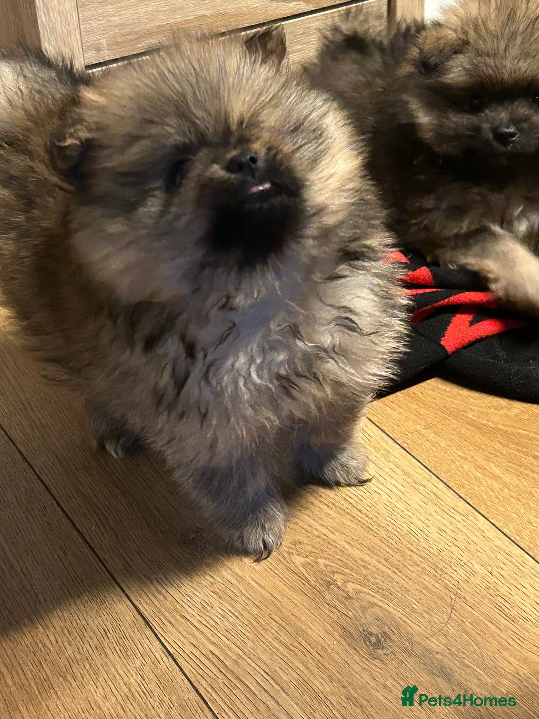 Pomeranian dogs for sale: 2 stunning teddy bear Pomeranians boys - Image 2