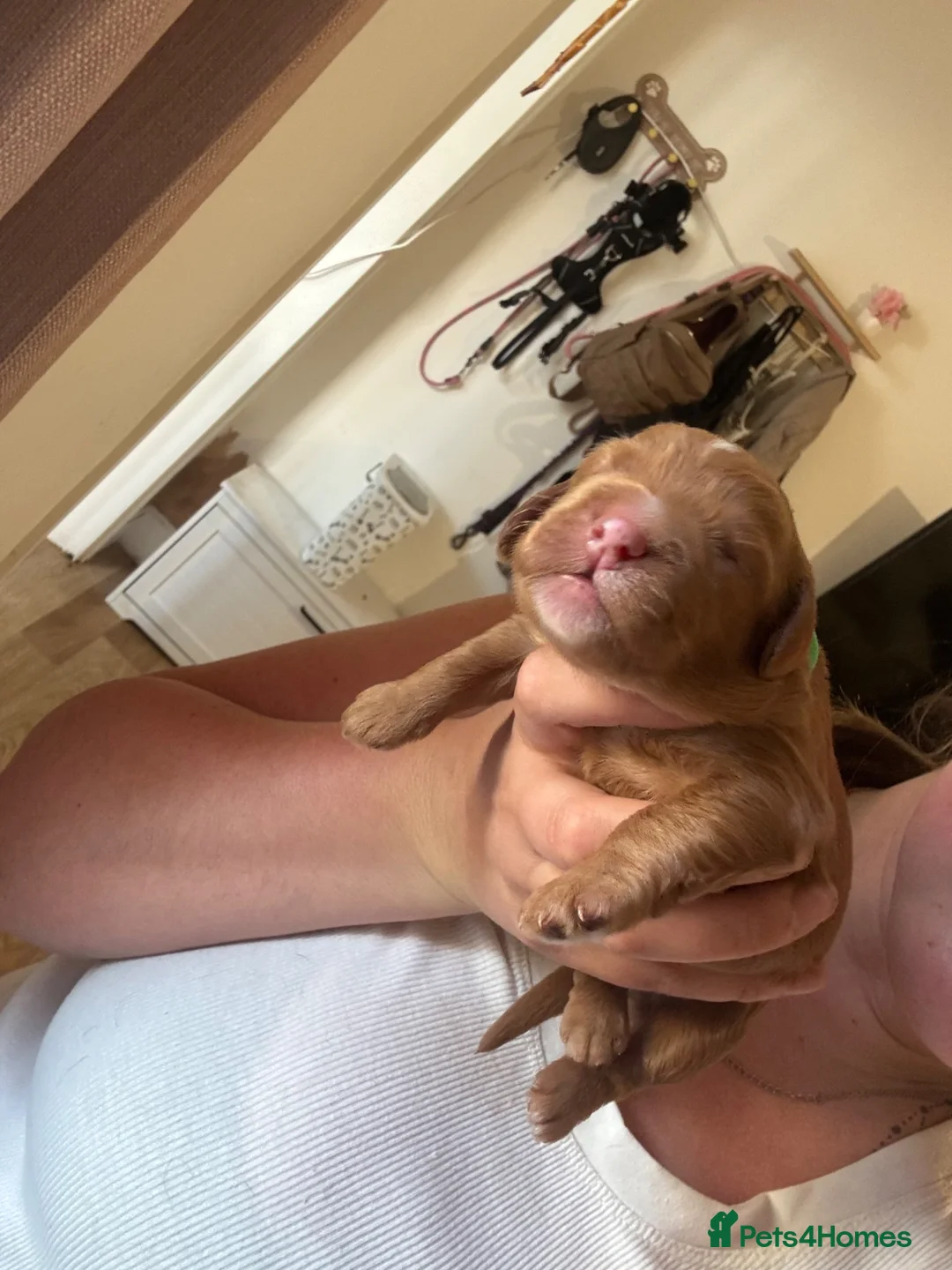 Cockapoo dogs for sale: Health tested parents beautiful cockapoos 😍 - Advert 21