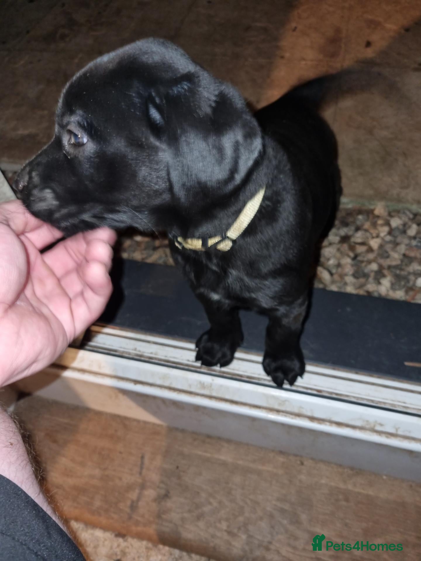 Labrador Retriever dogs 3 Left - Black Labrador Puppies KC Registered - Advert 2