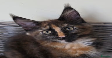 Maine Coon cats - Advert 10