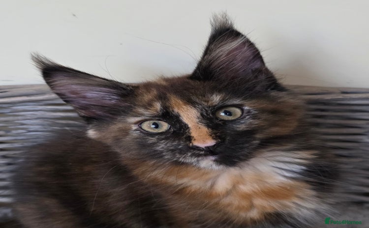 Maine Coon cats - Advert 2