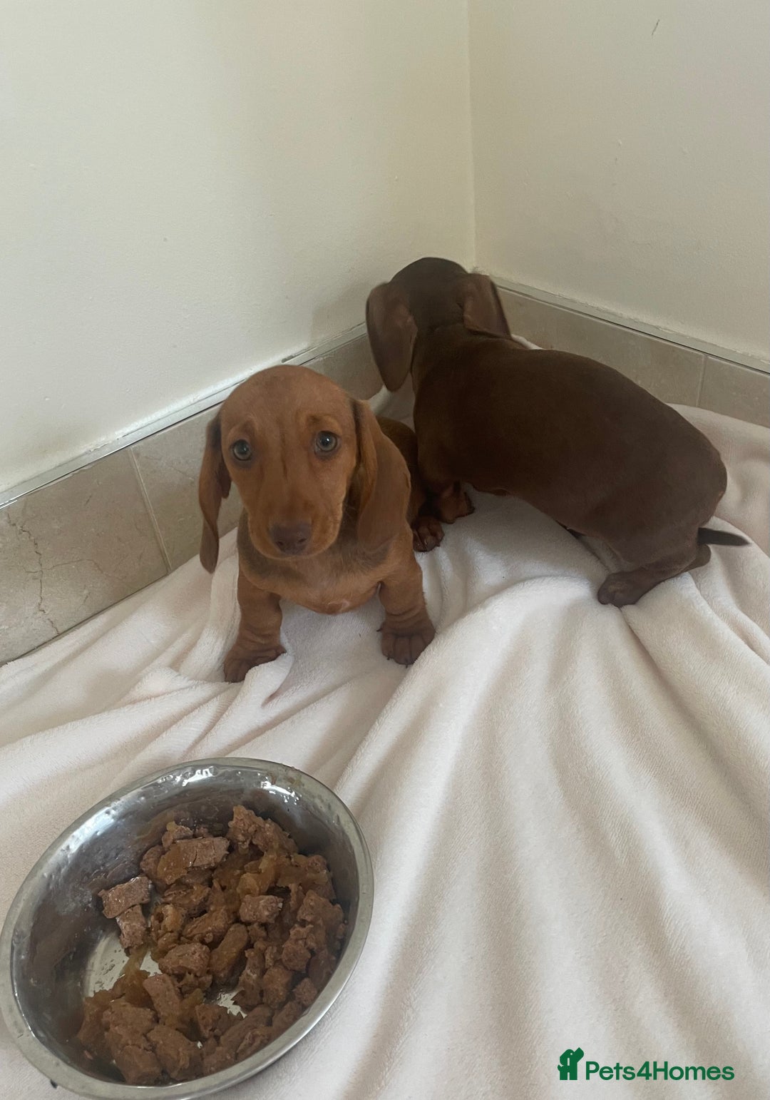 Miniature Dachshund dogs for sale: Miniature dachshund for sale - Image 4