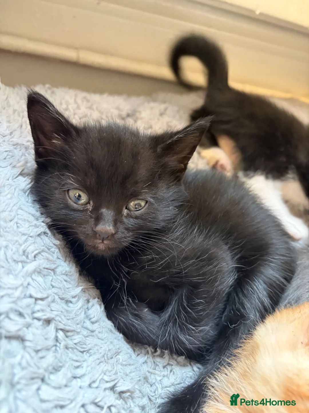Mixed Breed cats for sale: KITTENS FOR SALE  in Ebbw Vale - Advert 5