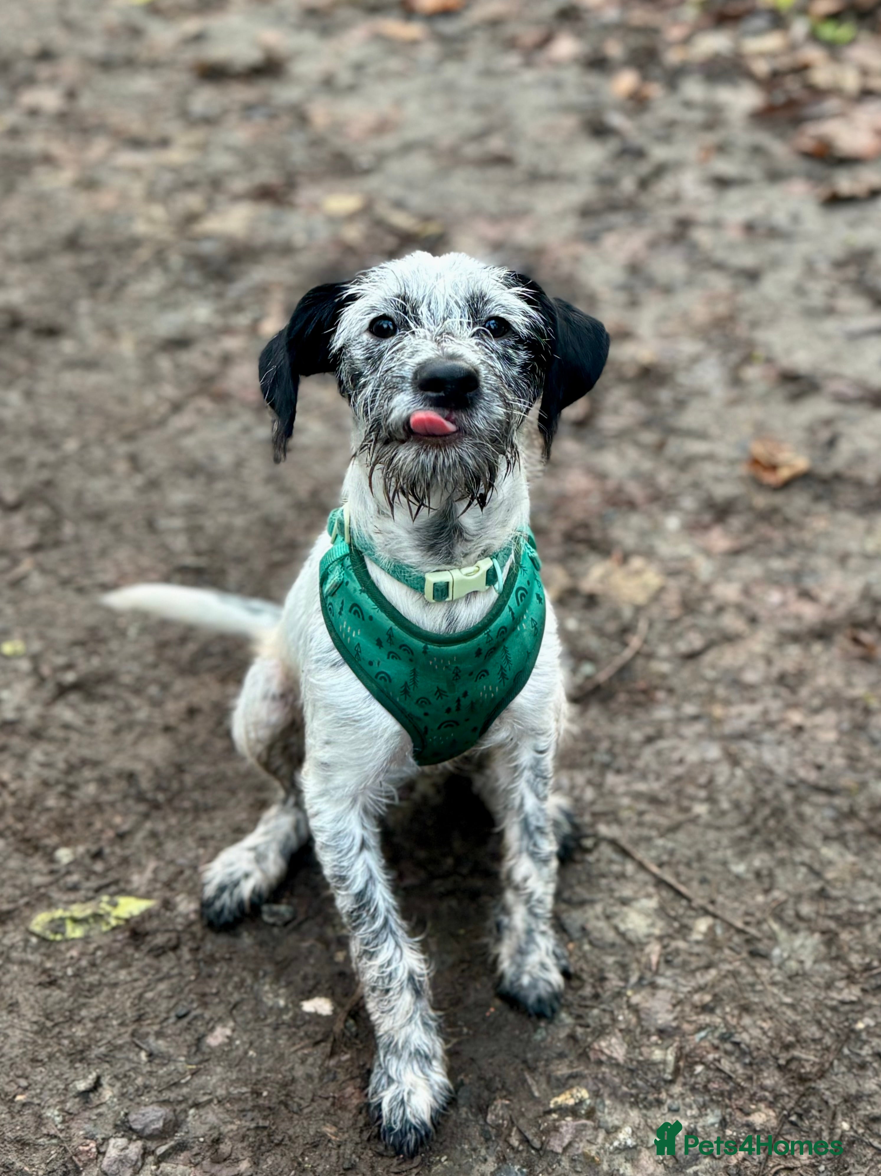 Mixed Breed dogs Freddie - Advert 1