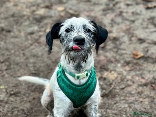 Mixed Breed dogs Freddie - Advert 1