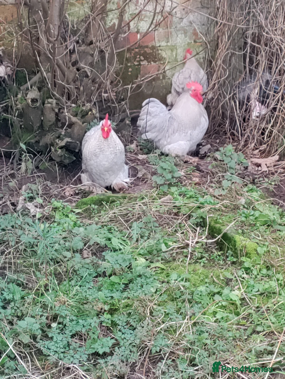 Chickens poultry for sale: Three lavender Pekin cockerels  - Advert 2