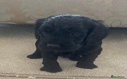 Cockapoo dogs for sale: F1 cockapoo puppies - Image 4