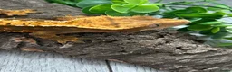Gecko reptiles for sale: Crested Gecko Male Dalmatian 3 years old  - Advert 5