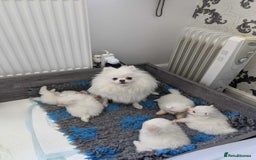 Pomeranian dogs for sale: KC White Pomeranian polar bears 🐻‍❄️  - Image 19