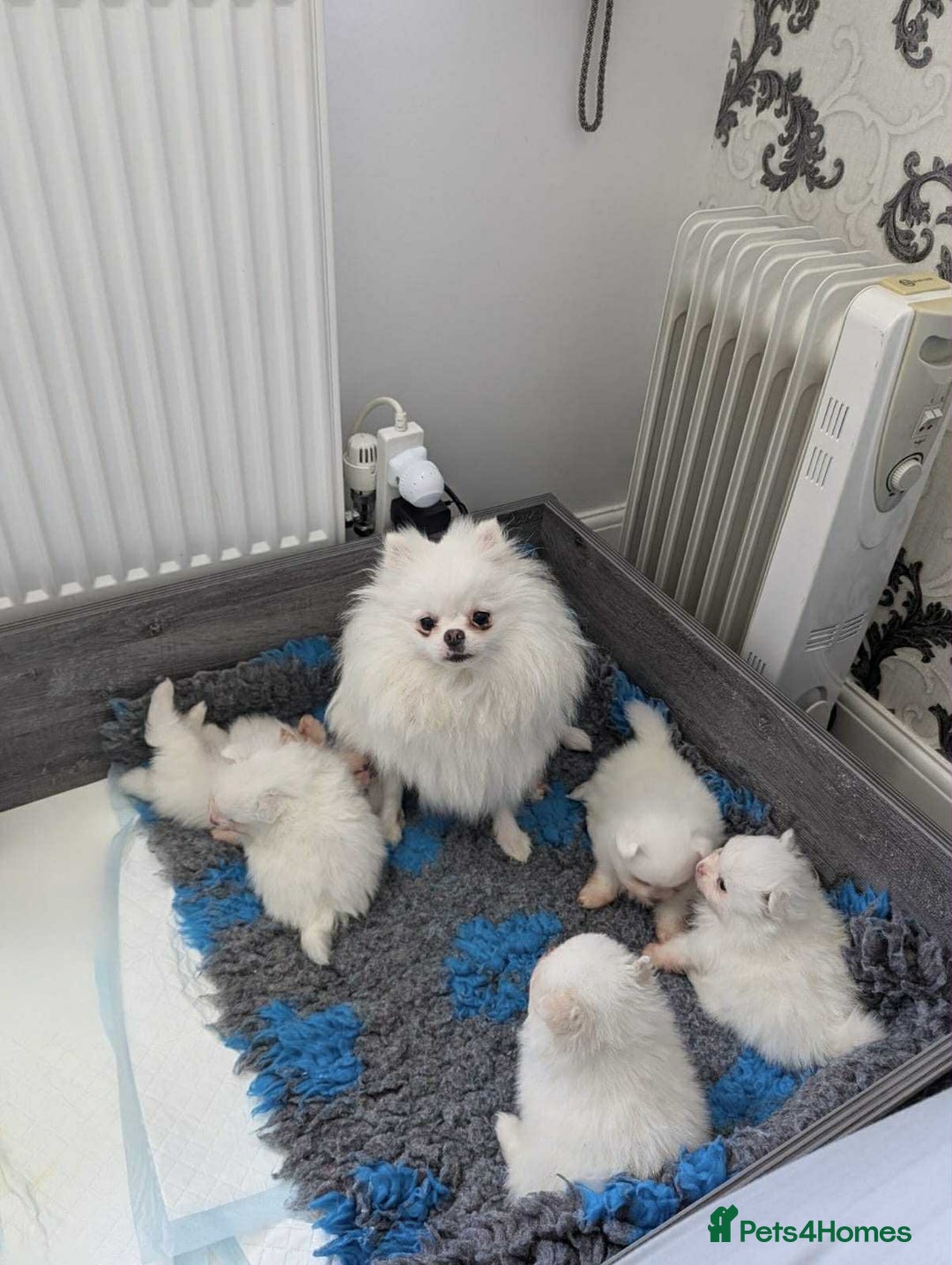 Pomeranian dogs for sale: KC White Pomeranian polar bears 🐻‍❄️  - Image 19