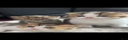British Shorthair cats for sale: British Short Hair Kittens Purebred - Advert 2